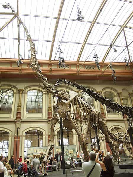 Squelette composite d’un Giraffatitan, l’un des plus grands organismes terrestres à avoir vécu. © Raimond Spekking, Wikimédia Commons CC by-sa 3.0 & GFDL