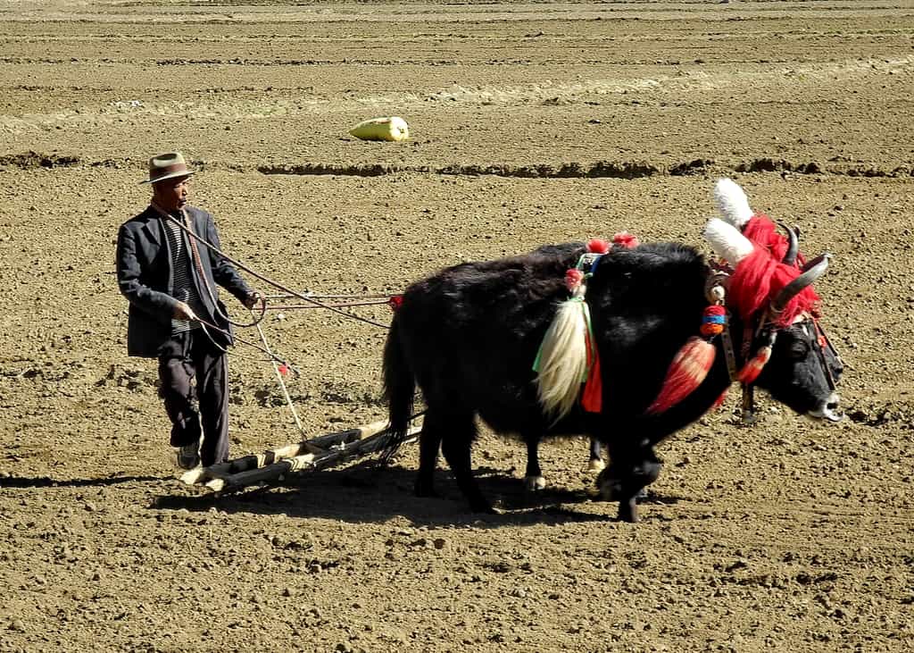 Dans le labour traditionnel au Tibet, le yak domestique est utilisé comme bête de somme mais il fournit en outre laine, cuir, viande, lait et fromage. © Dr Michel Royon, Wikimedia Commons