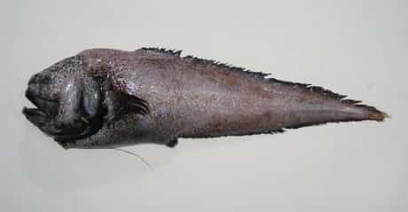 Le Xyelacyba myersi est un poisson benthopélagique de l’étage bathyal. © WorldFish Center - FishBase CC By-nc 3.0