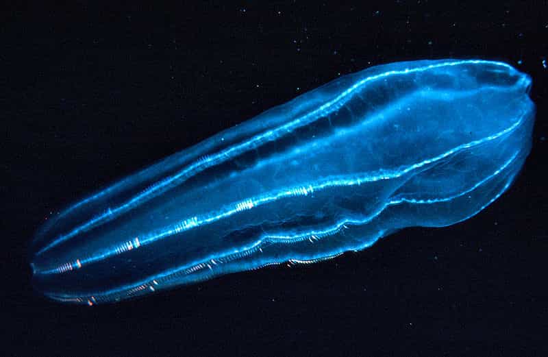 Beroidae, élément du zooplancton. Crédits DR