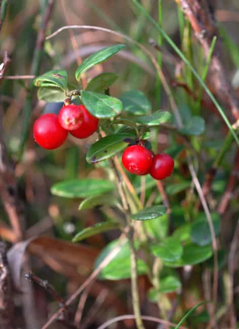 L'airelle rouge, une plante aux bienfaits multiples. © F. Le Driant/FloreAlpes.com