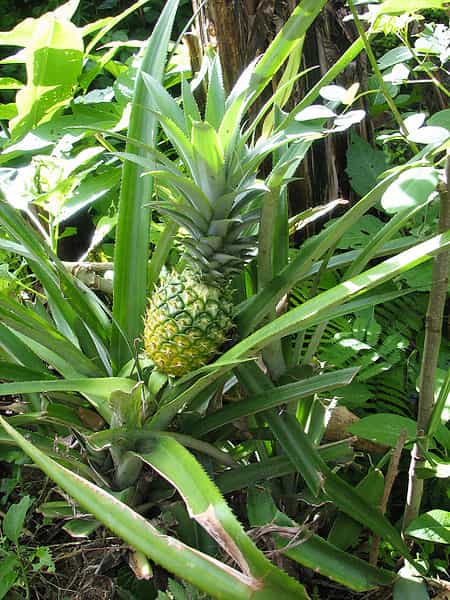 L'ananas est un fruit sucré originaire d'Amérique du Sud. © Wikimedia Commons
