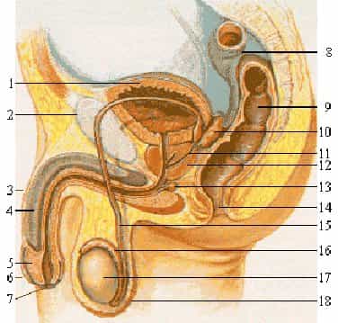 Le système reproducteur mâle est plus complexe qu'il n'y paraît. Il est composé de nombreux éléments. Dans la maladie de La Peyronie, seuls le pénis (3) et les corps caverneux (4) sont concernés. Légende : 1. Vessie 2. Pubis 3. Pénis 4. Corps caverneux 5. Gland 6. Prépuce 7. Méat urétral 8. Côlon sigmoïde 9. Rectum 10. Vésicule séminale 11. Canal éjaculateur 12. Prostate 13. Glande de Cowper 14. Anus 15. Canal déférent 16. Épididyme 17. Testicule 18. Scrotum. © Tsaitgaist, Wikipédia, cc by sa 3.0