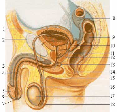 Les testicules sont le lieu de la production des spermatozoïdes. 1. Vessie urinaire 2. Pubis 3. Pénis 4. Corps caverneux 5. Gland 6. Prépuce 7. Méat 8. Côlon sigmoïde 9. Rectum 10. Vésicule séminale 11. Canal éjaculateur 12. Prostate 13. Glande de Cowper 14. Anus 15. Canal déférent 16. Épididyme 17. Testicule 18. Scrotum. © BMF81, Wikipédia CC by-sa 3.0