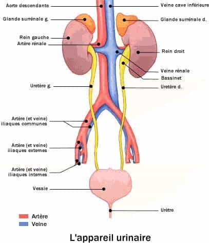 L'uretère fait partie du système urinaire, et conduit l'urine des reins vers la vessie. Crédits DR