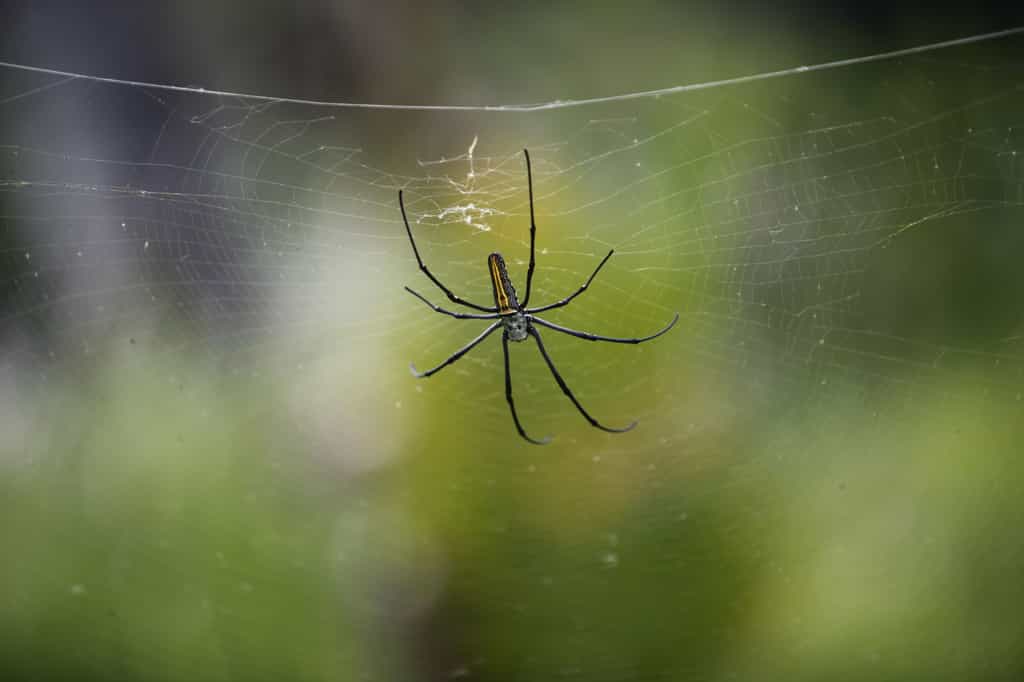 Les arachnophobes ont une peur panique des araignées. © Phovoir