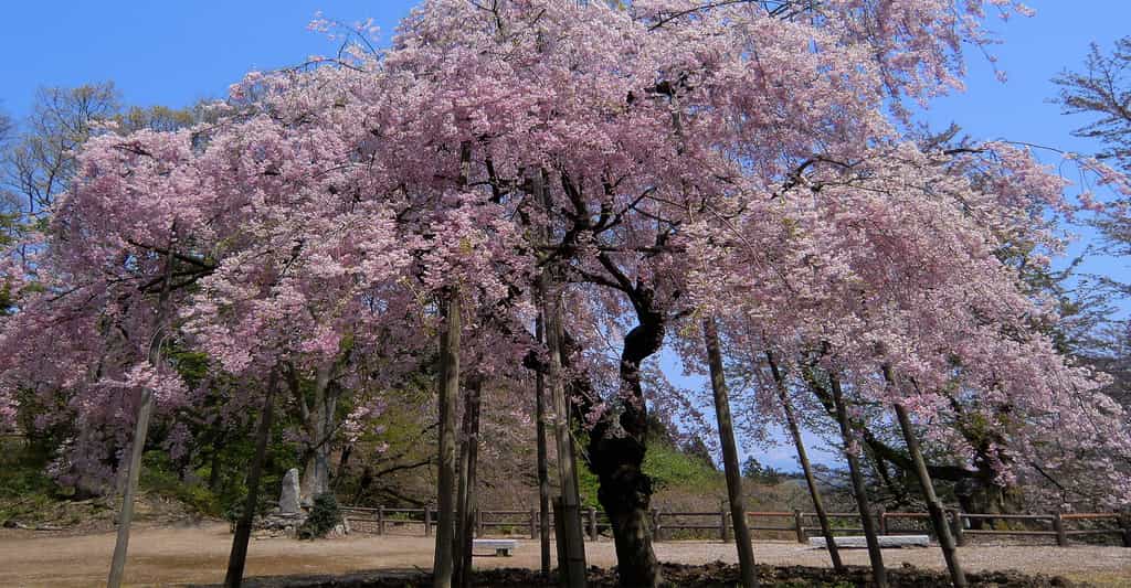 Le cerisier d'hiver appartient à la famille des rosacées. © DR