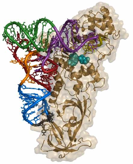 L'aminoacyl ARNt synthétase (forme brune) est une ligase qui fixe de façon covalente l'acide aminé sur l'ARNt correspondant (forme colorée). © Yikrazuul, Wikimedia, CC by-sa 3.0