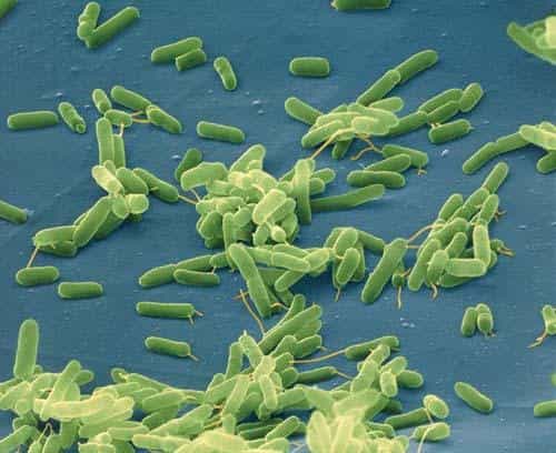Des millions de bactéries essentielles à notre organisme vivent dans notre intestin sans engendrer de pathologie. © Cesarhara.com, Flickr, CC by nc-sa 2.0