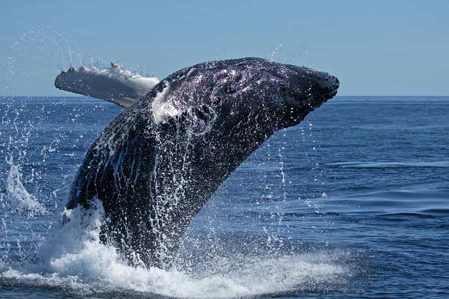 Baleine franche du Groenland. © DR