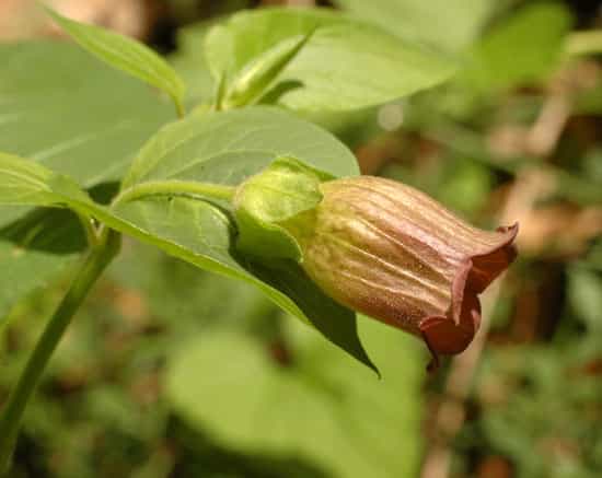 La belladone, une plante aux baies toxiques. © Franck Le Driant / FloreAlpes.com