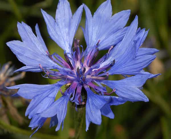 Le bleuet est aussi utilisé pour colorer certains médicaments.  © F. Le Driant/FloreAlpes.com