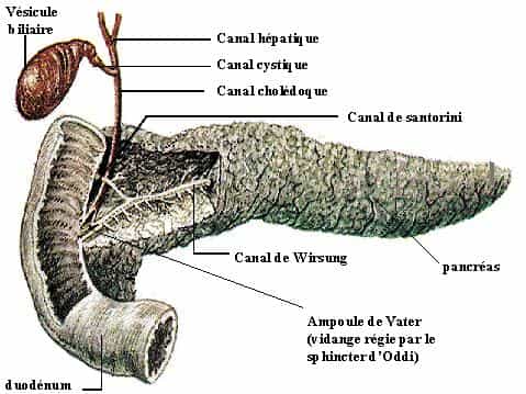 d-finition-canal-chol-doque-futura-sant