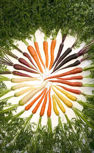 Les variétés de carottes sont nombreuses. © DR
