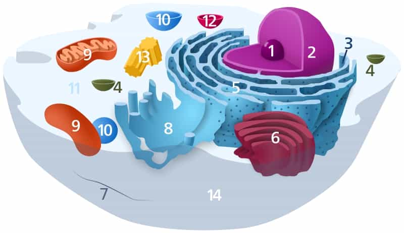 L'autophagie se produit dans le cytoplasme des cellules (11), à l'aide des lysosomes (12). Elle sert à éliminer certaines régions toxiques contenues dans la cellule, voire la conduire à la mort pour éviter de propager une infection.&nbsp;© Kelvinsong, Wikipédia, DP