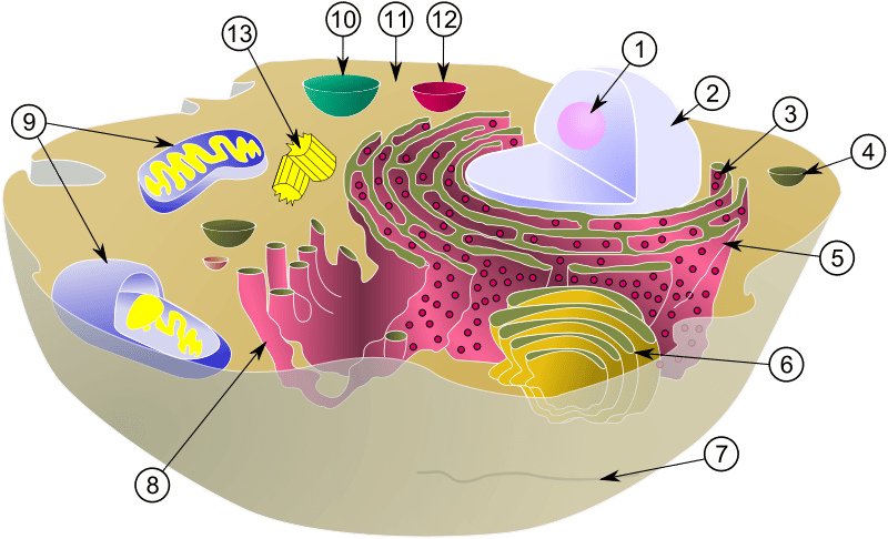 Schéma d'une cellule animale typique avec ses organites : 1. Nucléole ; 2. Noyau ; 3. Ribosome ;  4. Vésicule ; 5. Réticulum endoplasmique rugueux (ou granuleux), aussi appelé ergastoplasme ; 6. Appareil de Golgi ; 7. Cytosquelette ; 8. Réticulum endoplasmique lisse ; 9. Mitochondrie ; 10. Vacuole ; 11. Cytosol ; 12. Lysosome ; 13. Centriole. © MesserWoland et Szczepan1990, Wikimedia, CC by-sa 3.0