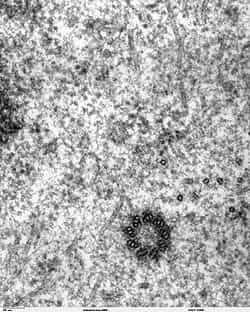 Le centrosome est composé de deux centrioles, dont un est visible sur cette image prise au microscope électronique. © DR