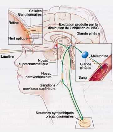 Le noyau paraventriculaire se situe dans le cerveau. © lecerveau-mcgill.ca