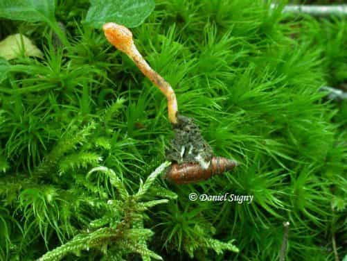 Un champignon entomophage. © Daniel Sugny