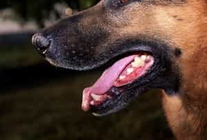 Huit millions de chiens en France. Combien de cynophobes ? © Phovoir