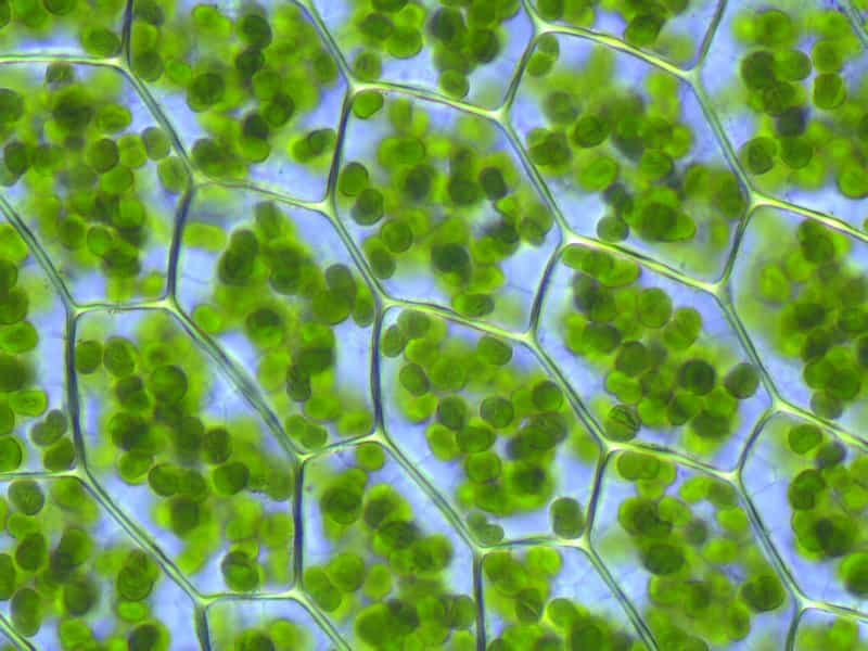 Les chloroplastes sont le lieu de la photosynthèse des végétaux. © Kristian Peters, Wikimedia, CC by-sa 3.0