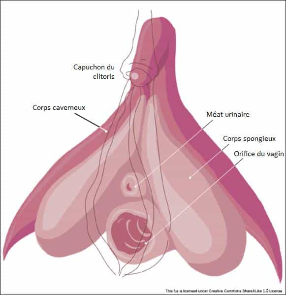La vulve comprend entre autres le clitoris, le méat urinaire et l'orifice du vagin. © Licence Creative Commons