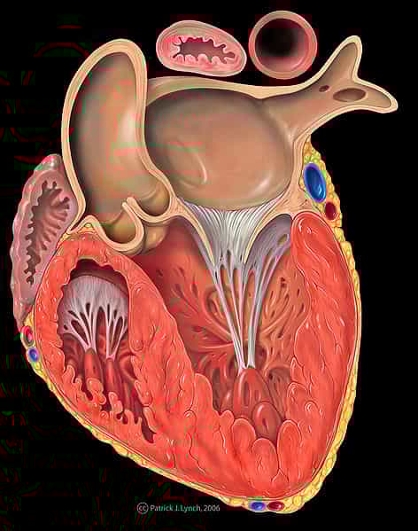 Les cardiopathies touchent l'organe vital du corps humain, le coeur. © Wikimedia Commons