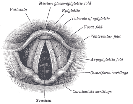 Les deux cordes vocales (vocal fold) sont contenues dans le larynx. © Domaine public