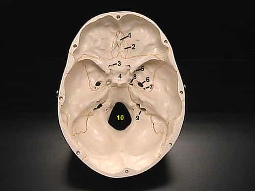 Reproduction de l'os occipital du crâne. Au milieu (10) on peut notamment observer le foramen magnum &copy; aj gazmen, Flickr, CC BY-NC-ND 2.0