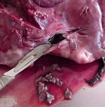 Douves implantées dans un foie de chevreuil. Source : AFFSA.
