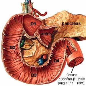 L'un des composants de l'intestin grêle, le duodénum est lui-même divisé en quatre segments (D1 à D4). © www.imageshack.us