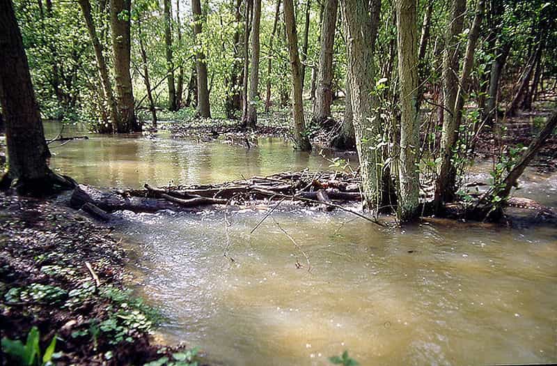 La couleur brune de cette eau est due à sa turbidité. © F. Lamiot, Wikimédia CC by-sa 3.0