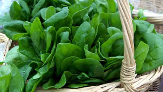 Epinards, source de vitamine B9. Crédits DR.