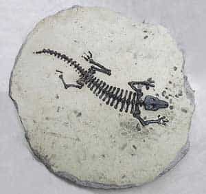 Les fossiles ne permettent pas toujours de déterminer l'apparition des espèces, puisque certaines ne laissent pas de fossiles, ce sont des lignées fantômes. © DR