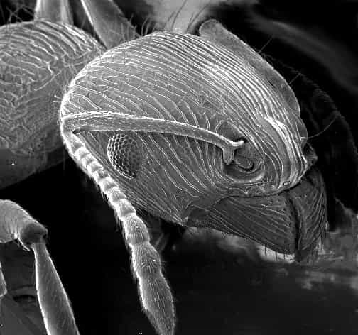 Le microscope électronique à balayage fournit des images en relief des objets observés (ici, une tête de fourmi). © DR