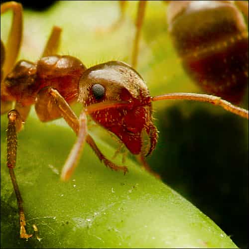 Les fourmis, comme l'ensemble des insectes, possèdent un labium. &copy; ViaMoi, Flickr, cc by nc nd 2.0