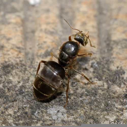 La fourmi possède une glande métapleurale. © stef_dit_patoc, Flickr CC by nc-sa 2.0