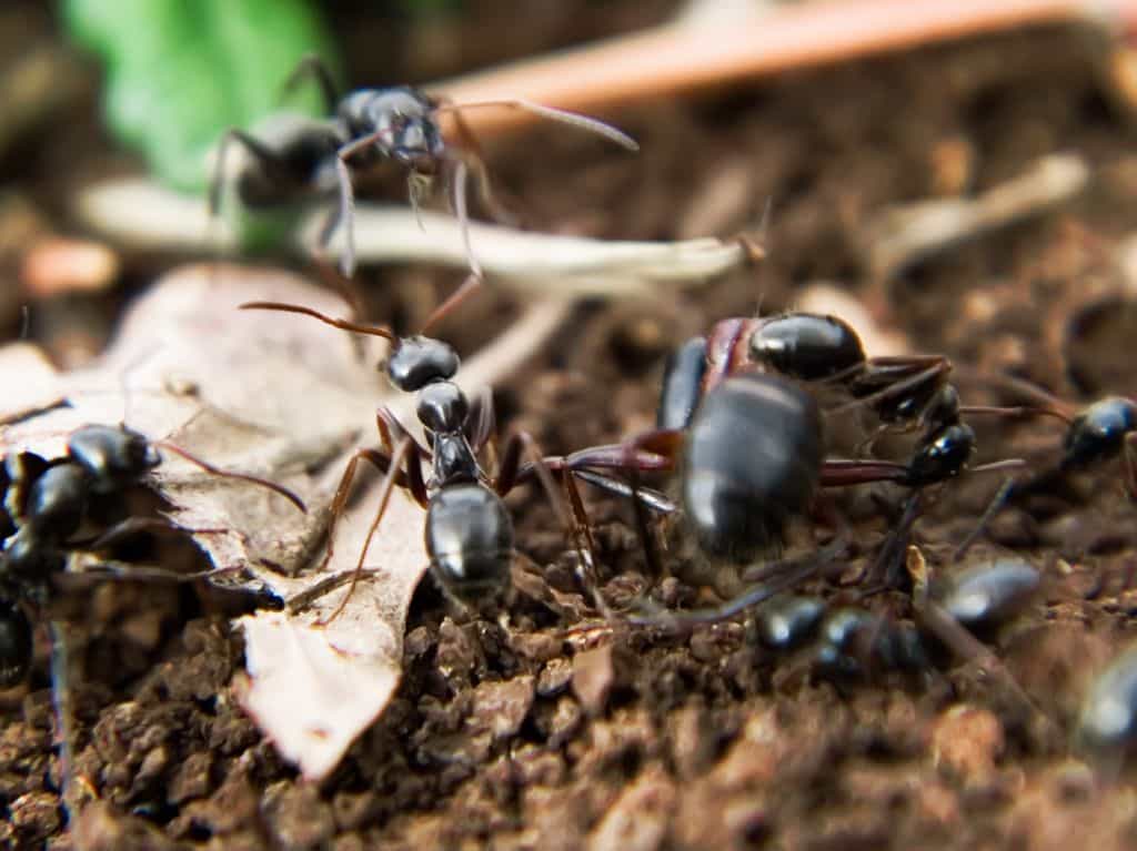 La glande postpharyngienne est spécifique aux fourmis. © luc en diois, CC by nc-sa 2.0