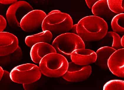 La bêta-thalassémie provoque une anémie notamment en réduisant l'efficacité et la durée de vie des globules rouges. © DR