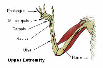 L'humérus est un os long du bras. © DR