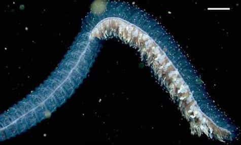 Erenna, une créature proche de la méduse, découverte à environ deux kilomètres de profondeur. Ses nombreuses tentacules émettent des pulsations de lumière rouge.
(Crédits : Casey Dunn)
