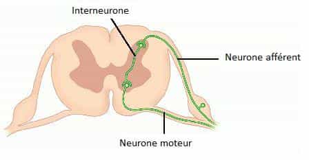 Les interneurones font le lien entre les neurones afférents et les neurones moteurs. Crédits DR.