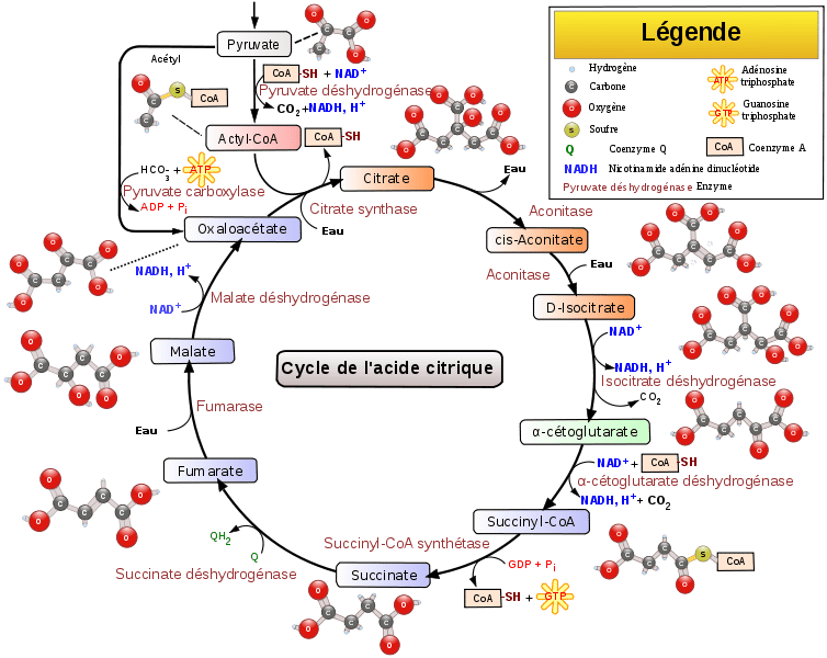 Le cycle de Krebs est un processus métabolique complexe. © Narayanese, WikiUserPedia, YassineMrabet, TotoBaggins, Wikiemdia, CC by-sa 3.0