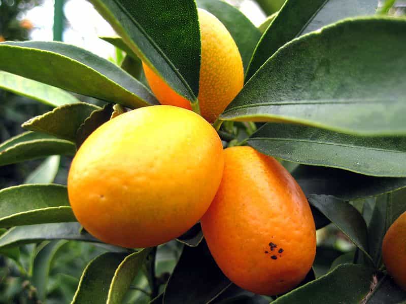 Le kumquat est un petit agrume de couleur orangée. © Aconcagua/Licence Creative Commons
