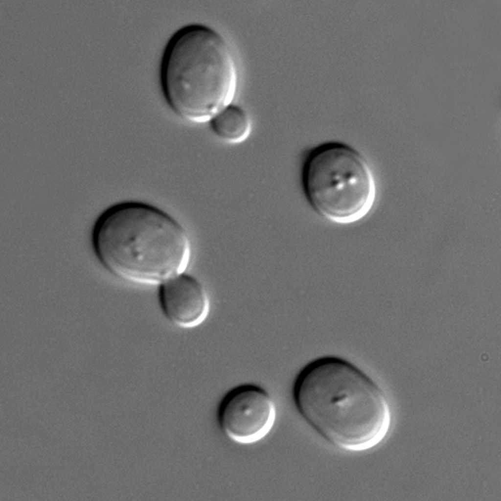 La levure de boulanger Saccharomyces cerevisiae est le membre le plus célèbre de la grande famille des levures. Elle est utilisée dans l'alimentation humaine, mais également dans les laboratoires puisqu'elle fait figure d'un modèle eucaryote idéal. © Masur, Wikipédia, DP