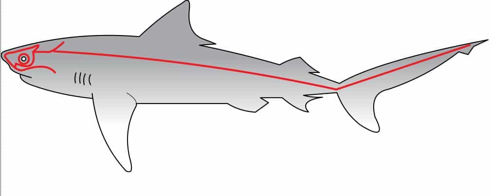 Chez le requin, la ligne latérale est issue de placodes. &copy; Chris Huh, domaine public
