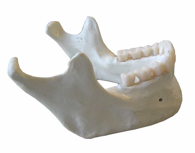 La mandibule est un des deux os de la mâchoire. © Dake, Wikimedia, CC by-sa 2.5