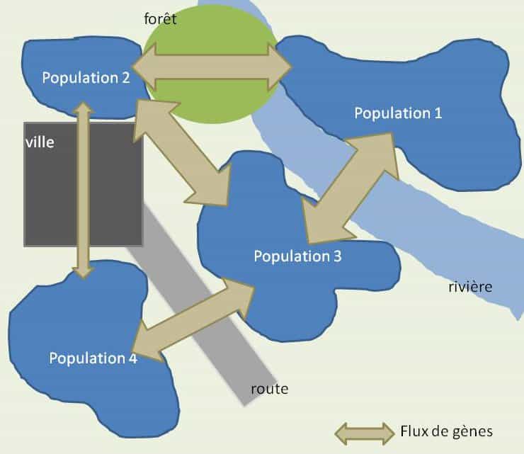 Il existe des échanges génétiques entre les différentes populations d'une métapopulation. &copy; Bruno Scala/Futura-Sciences