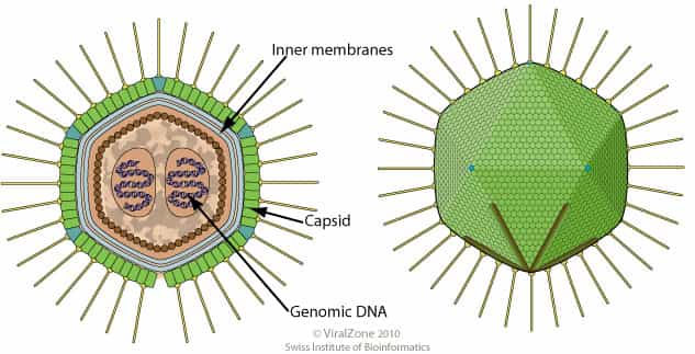 Le Mamavirus appartient à la famille des Mimivirus. © ViralZone