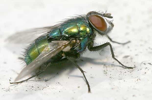 Certains insectes s'habituent aux poisons. © Steel